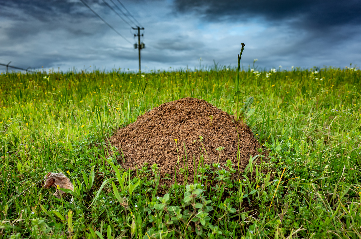 Ant Mound in Grass