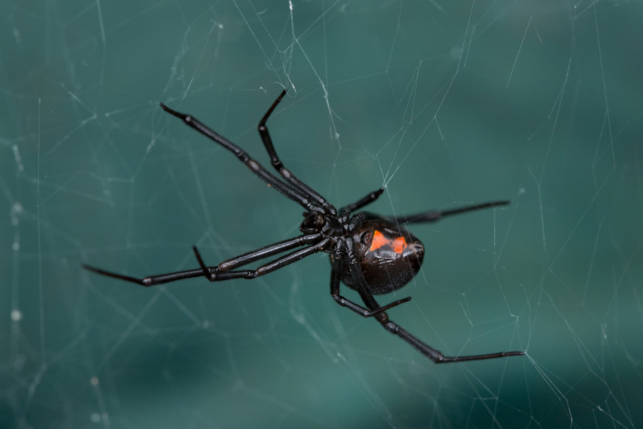 Western Black Widow Spider on a Web Closeup